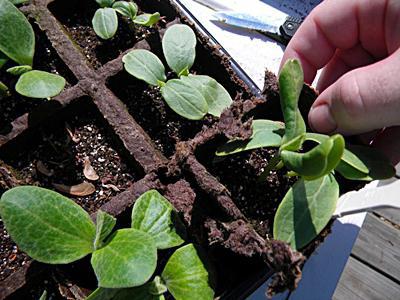 Cucumber Mels f1 peculiarities of cultivation