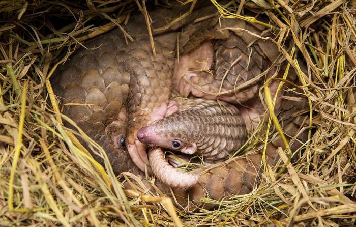 the Magnificent pangolin