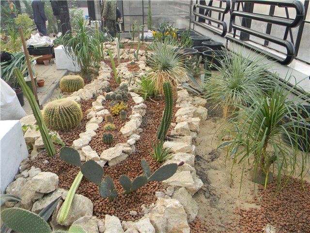 Cactus en el invernadero