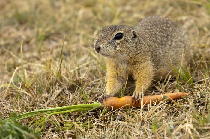 what eats a gopher