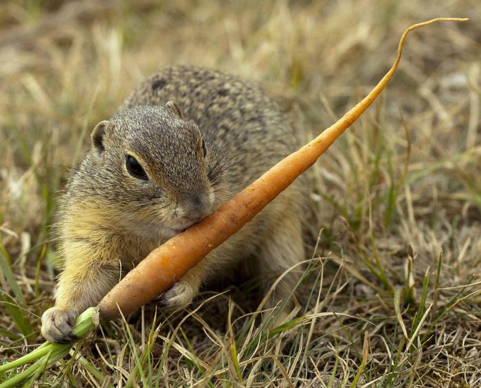 what to eat the gophers in the desert