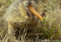 What eats the gopher in the steppe?