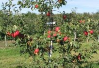 Фарміраванне кроны яблыні - неабходны агратэхнічны прыём