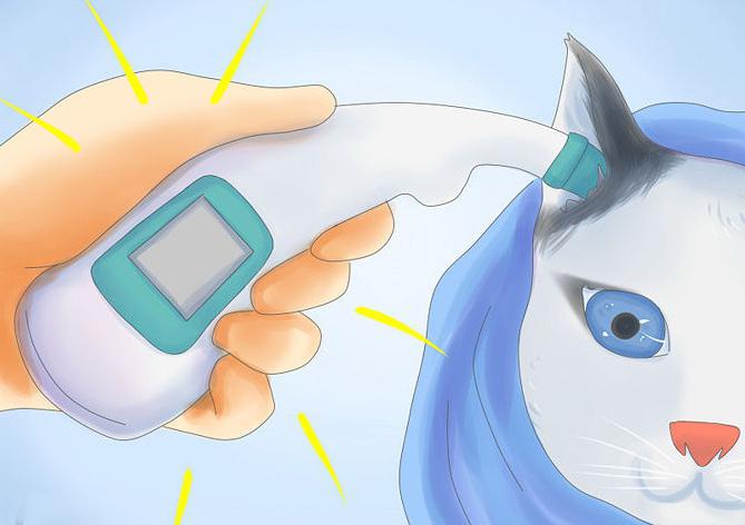 la temperatura del cuerpo de los gatos norma
