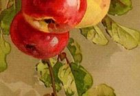 Naturaleza muerta con Manzanas de diferentes objetos