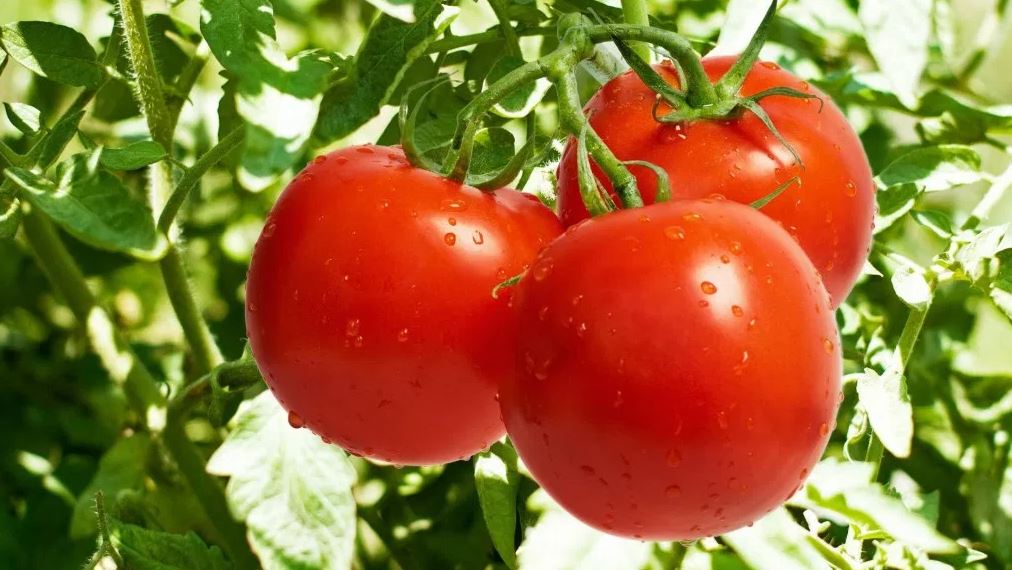 Cultivo de mudas de tomate em casa