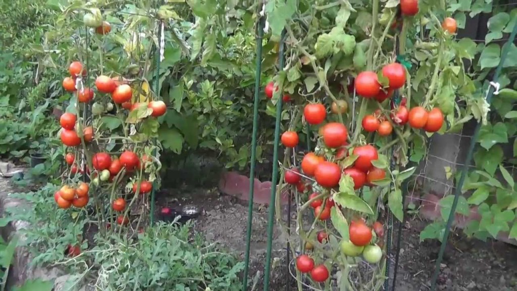 Tomatoes at home growing
