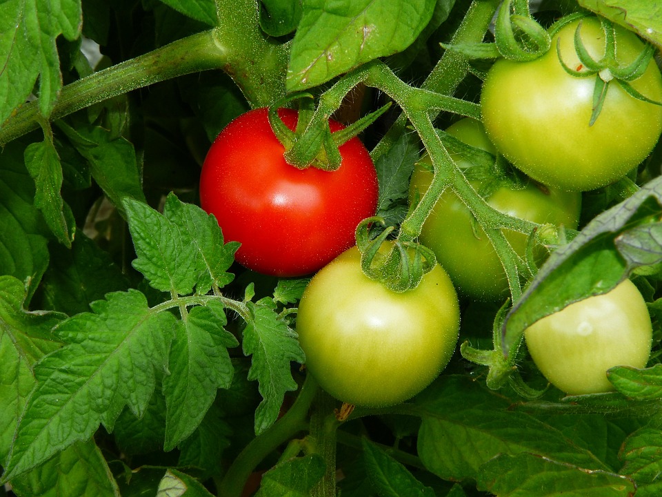 Variedades de tomate para o cultivo do