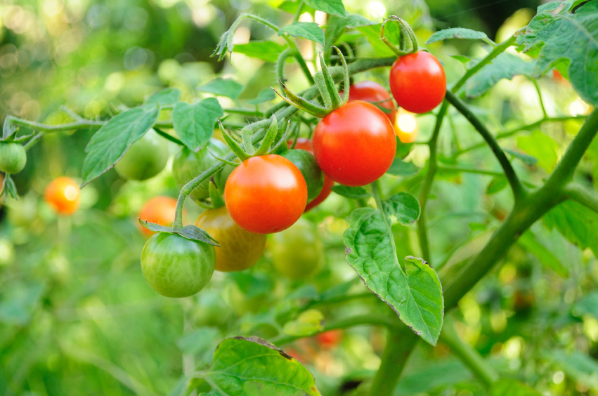 Homemade tomato growing
