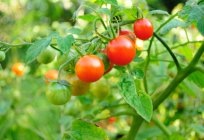 All methods of growing tomatoes and the advice of the agronomist
