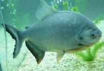 Fisch pacu. Mythen und die Wirklichkeit