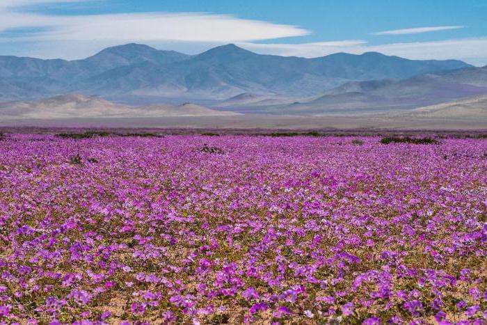 найбільш посушлива пустеля чилі