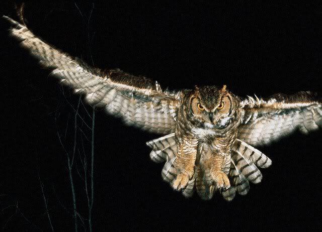 Where live and hunt the long-eared owl what it eats