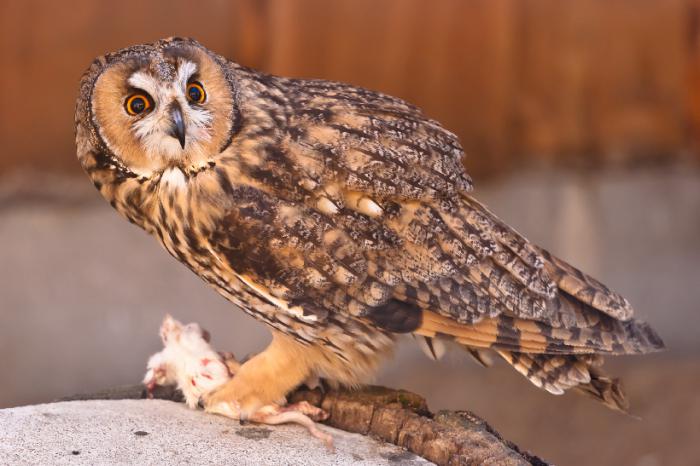 Food owl