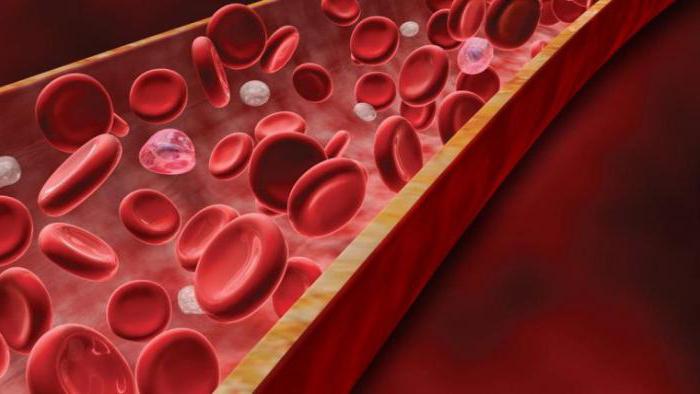 підвищений білок у крові