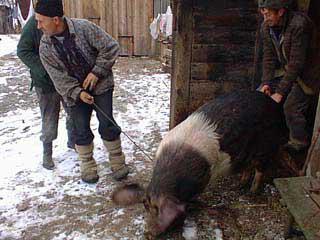 зарізати свиню