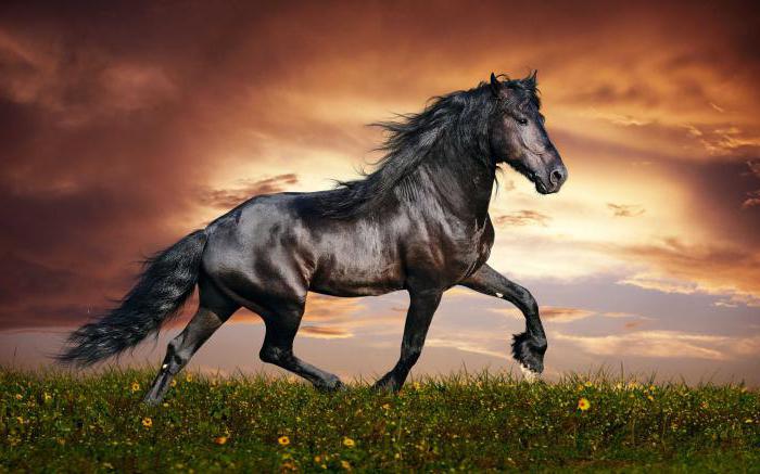 найшвидша кінь у світі
