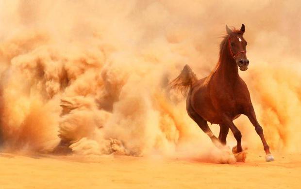 Jaką prędkość może rozwinąć koń
