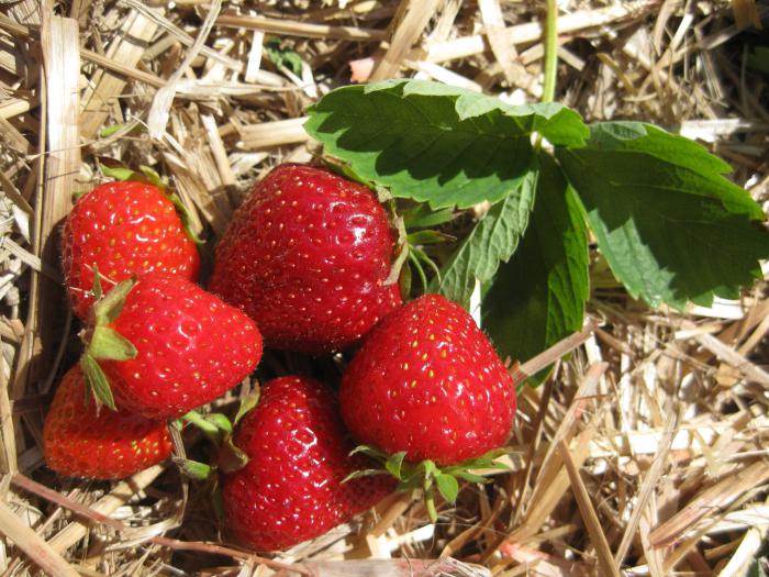 Strawberry Marschall Beschreibung der Sorte