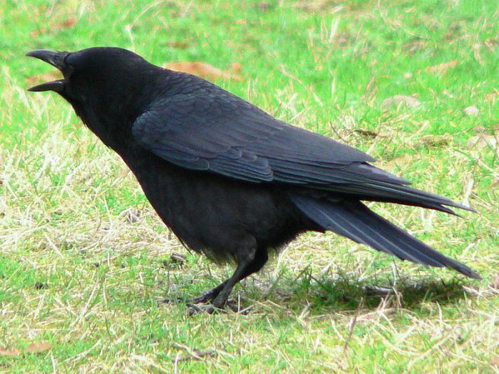 why do crows live 300 years