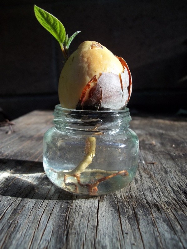 how to grow avocados from seeds