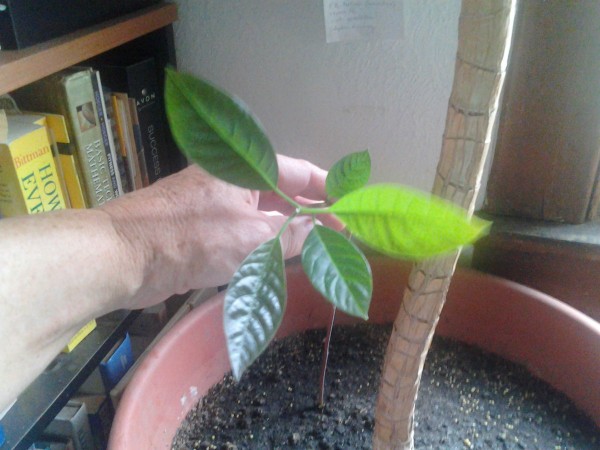 abacate cultivar em casa a partir do osso