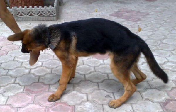 Rickets in a German shepherd puppy