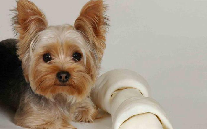 nicknames for girls Yorkie with the value