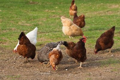 laying hens breeds 3
