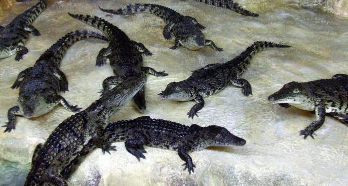 Crocodilarium in Yalta
