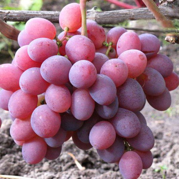 сорт винограду пам'яті хірурга