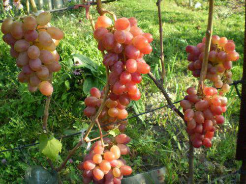 the grapes of remembrance of the surgeon description of varieties