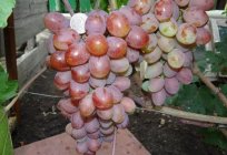 The grapes in Memory of surgery, a description of the variety characteristics of growing and reviews
