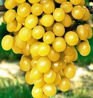 Odmiana winogron plewen