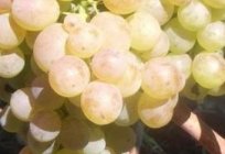 Winogrona plewen - jeden z najlepszych stołowych odmian winnej jagody