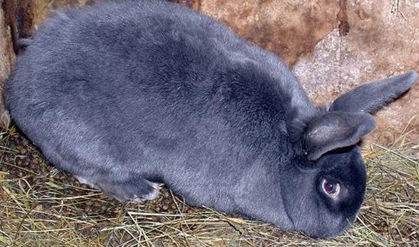 why do rabbits have blown up bellies