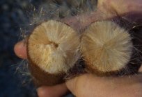 Taboa широколистный – planta digna de patrocínio