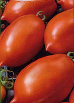 pomidory rakieta