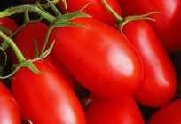 Pomidory Rakieta - среднеранний odmiana. Opis i zdjęcia