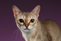 Die kleinste Katze der Welt. Beschreibung Zwerg Rassen von Katzen