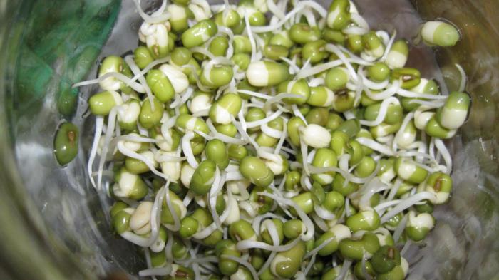 how to sprout mung beans at home