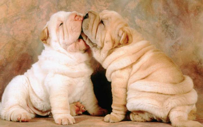 what to feed a Shar Pei puppy