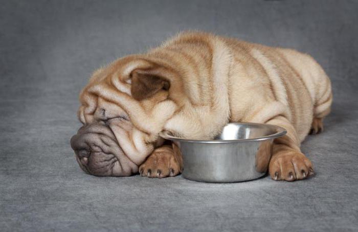care of a Shar Pei puppy