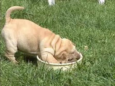 feed for puppies of the Shar Pei