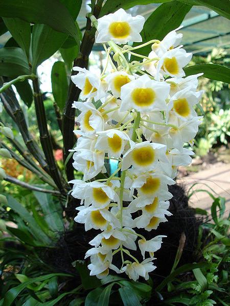 la orquídea отцвела que más