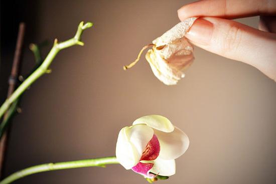 qué hacer cuando отцветет orquídea