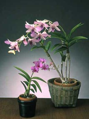 Dendrobium Orchid wilted what to do