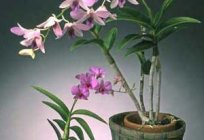 Dendrobium está: el cuidado. Que hacer cuando отцветет orquídea?