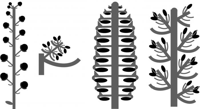 什么是花序在生物学