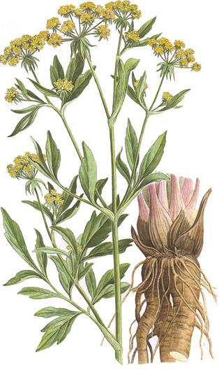 the herb lovage